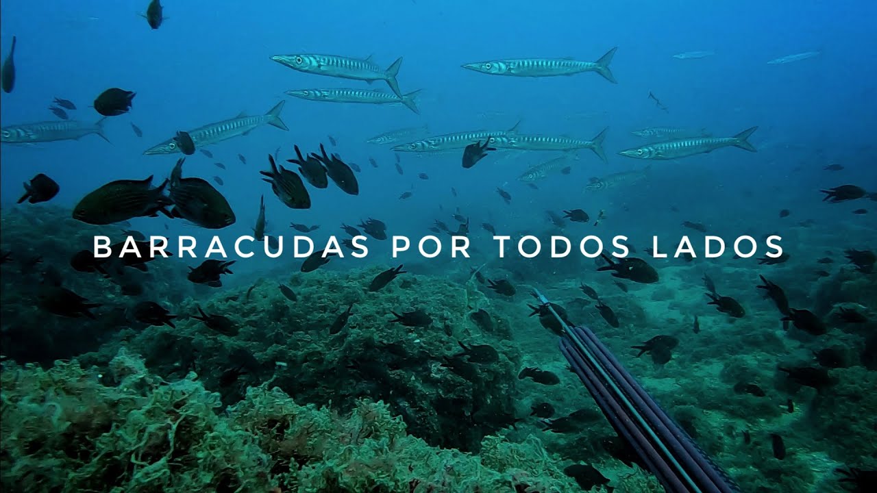 Pez lim&oacute;n y Barracuda - Pesca Submarina