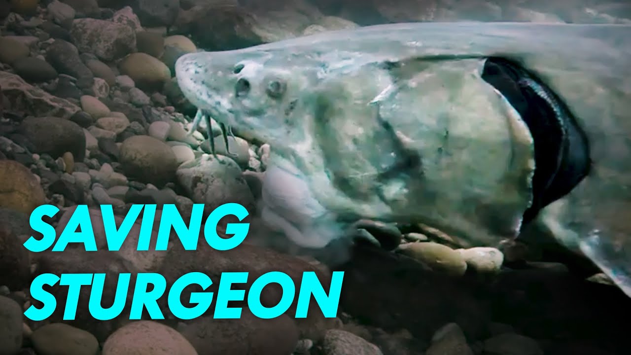 How Science and Tradition are Saving Sturgeon | Great Lakes Now