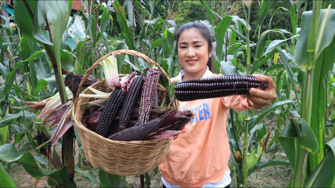 The first season to collect purple corn from front-yard / Purple corn recipe / Cooking with Sreypov