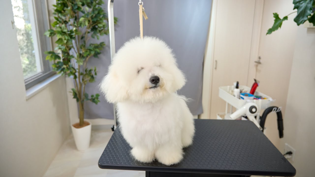 ボサボサな真っ白い毛を綺麗にカットしていきます！
