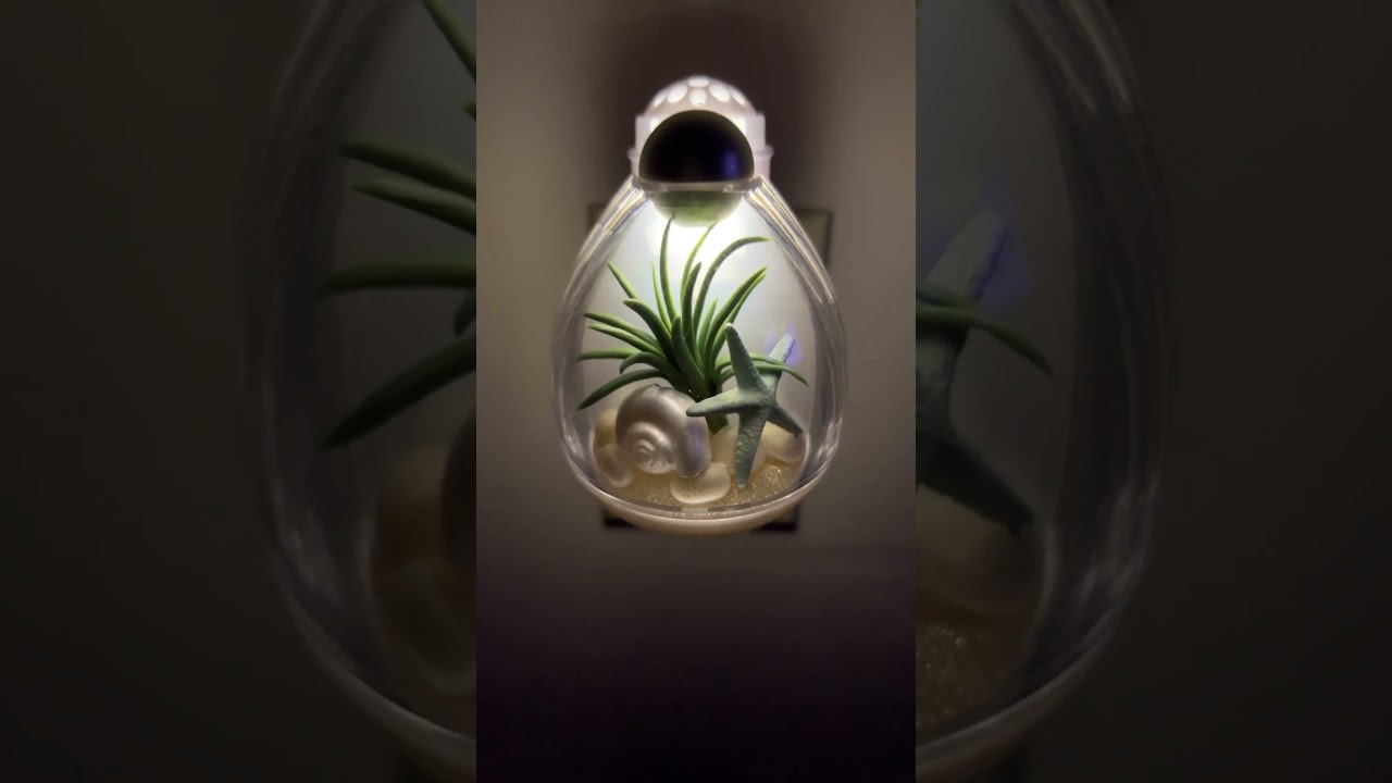 Bath and body works COASTAL TERRARIUM NIGHTLIGHT wallflower plug in! Cute & Simple! #semiannualsale