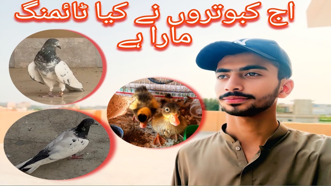 Aj kabutar 7:00am auray  4:00pm bat ghay full parwaz mashallah 🥰😍 or ducks be laley 