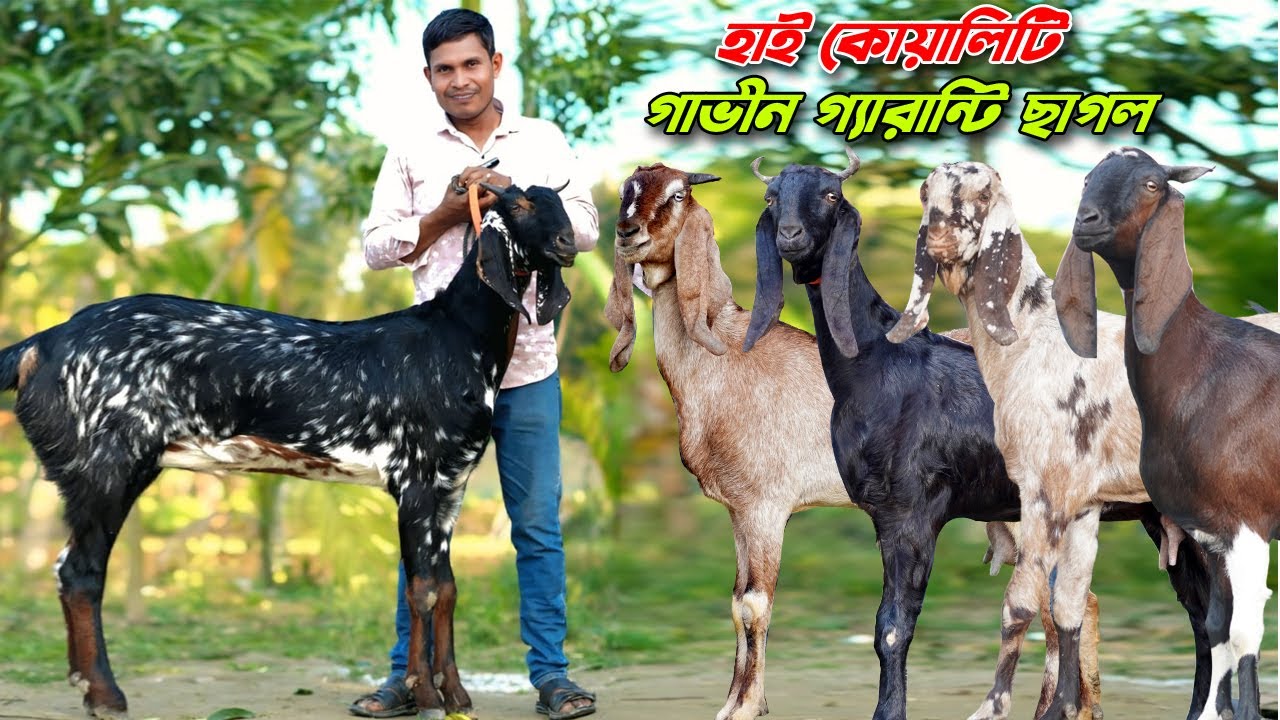 উন্নত জাতের হাই কোয়ালিটি গাভীন গ্যারান্টি ছাগল।