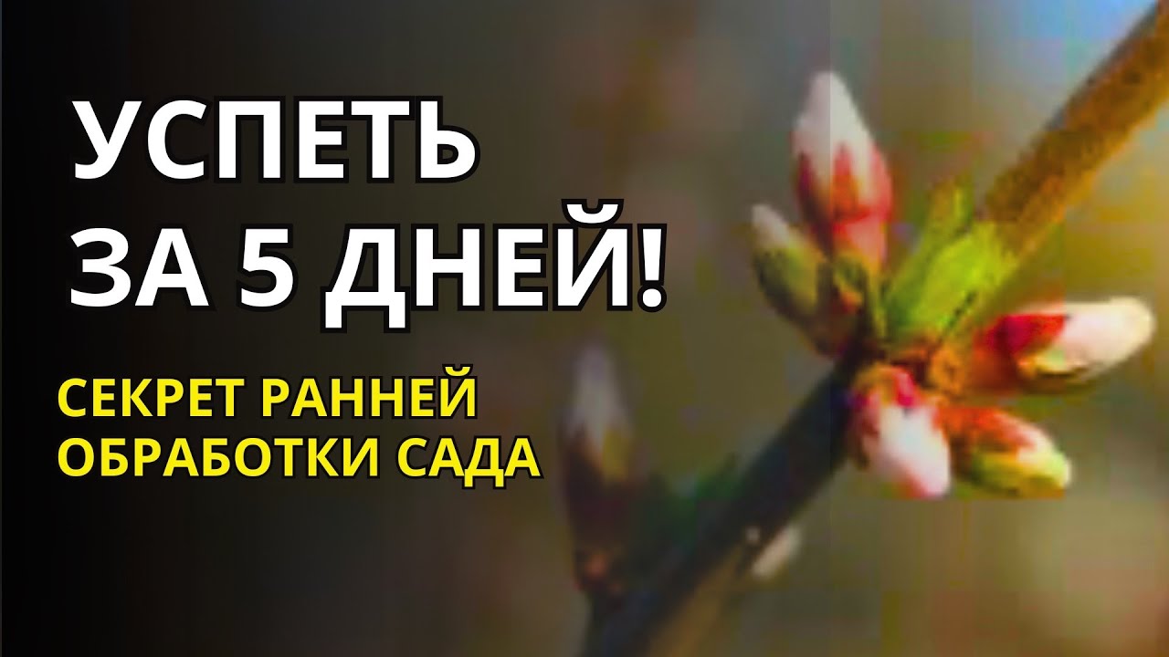 Дача в Германии.  «Белый конус» и «заячьи ушки» - у болезней и вредителей нашего сада шансов нет!