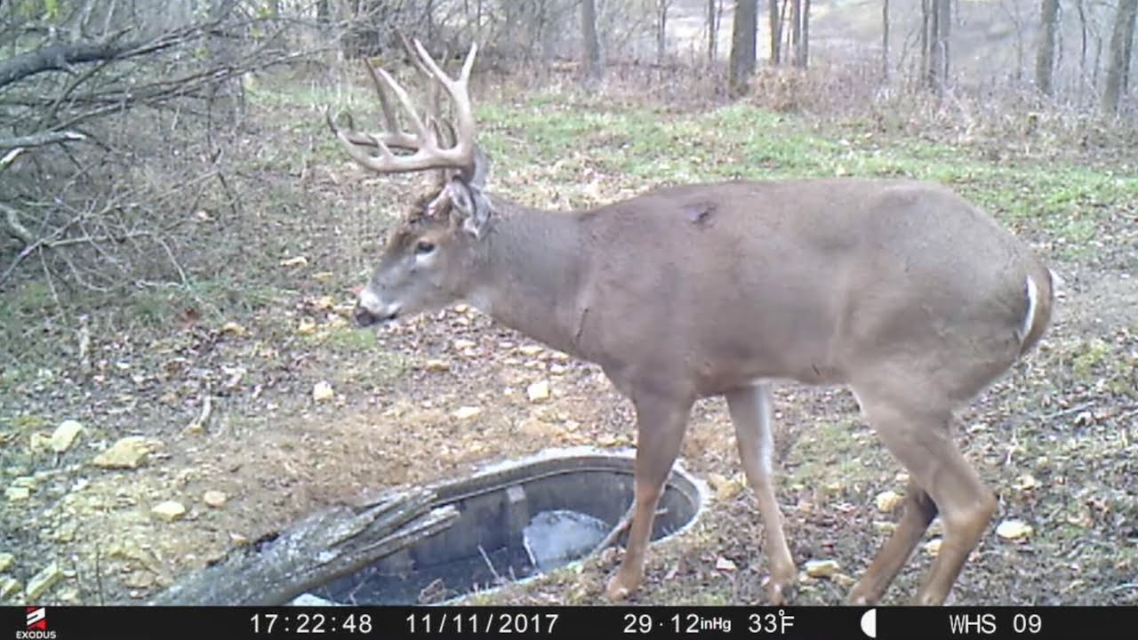 #1 Whitetail Waterhole Tip
