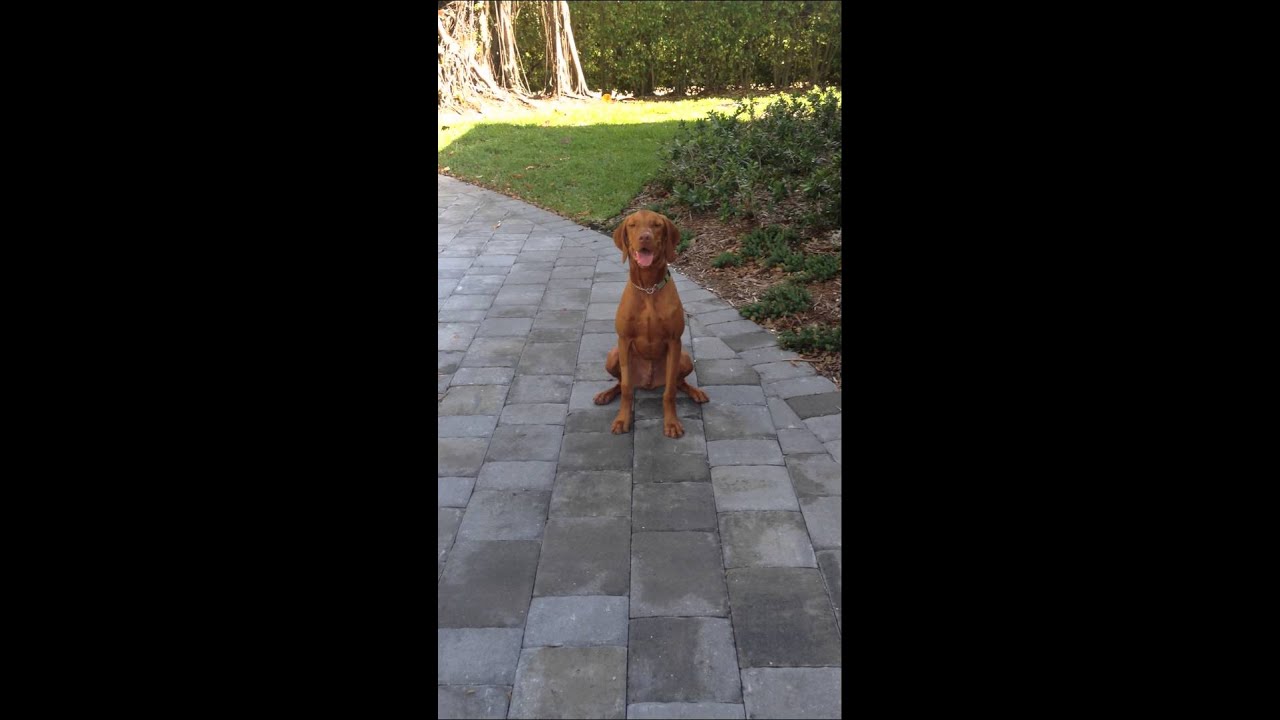 Off Leash Obedience Training - Miami & Ft. Lauderdale Certified Positive Dog Trainers