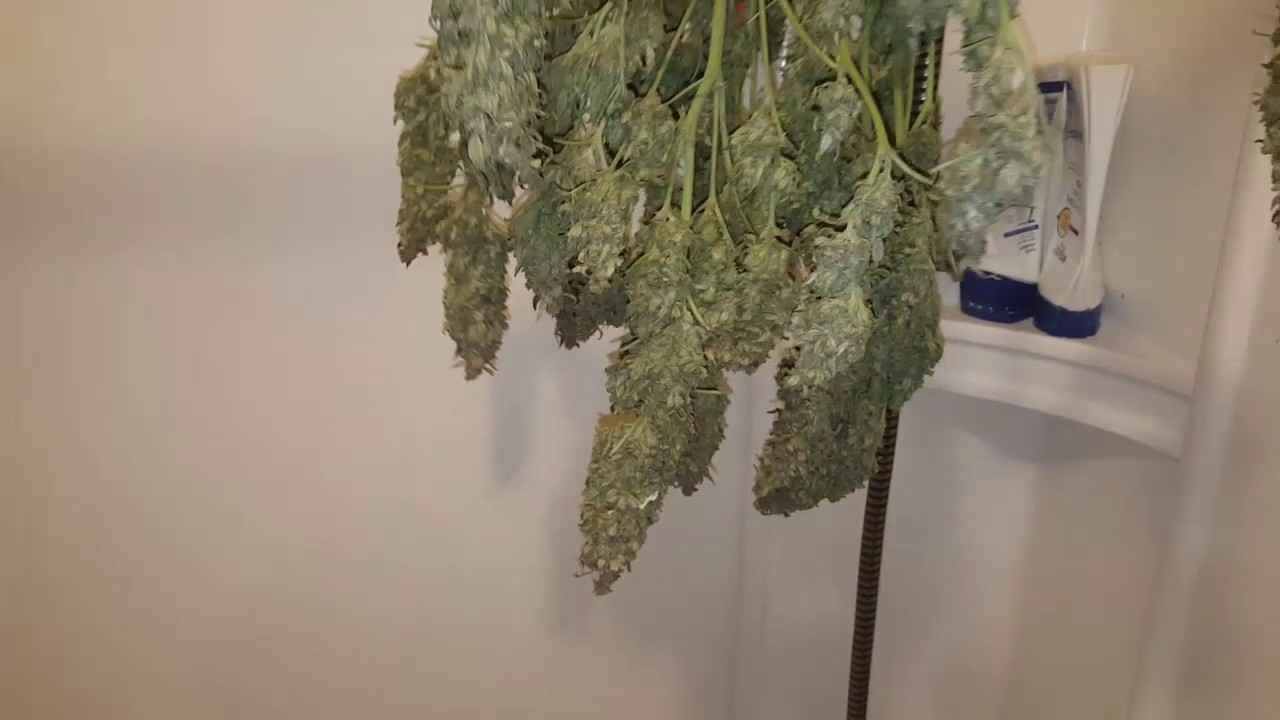 Harvesting plants under the Perfect Sun Goliath