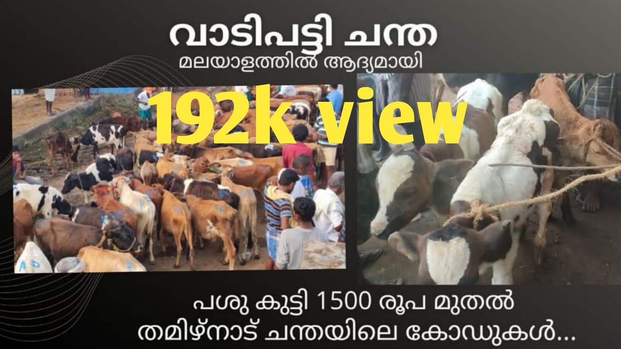 വാടിപട്ടി ചന്ത..പശു കുട്ടി 1500 രൂപ മുതൽ   ....Vadipatti chantha.....