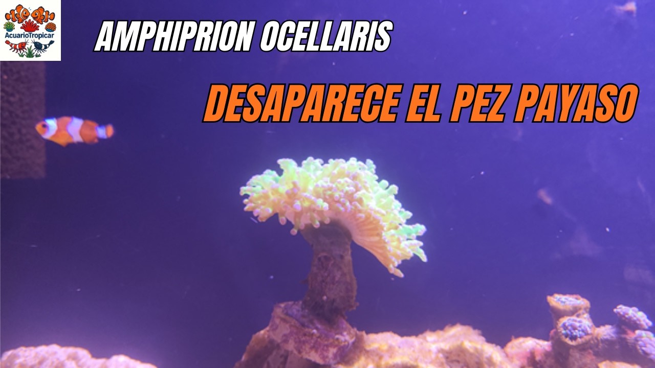Pez Payaso Desaparece| Acuario Marino desde 0
