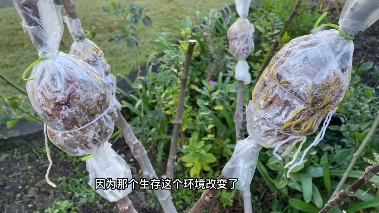 无花果高压包入盆缓苗 高压和扦插的区别 扦插方法 冬季无花果的修剪 无花果树形的塑造