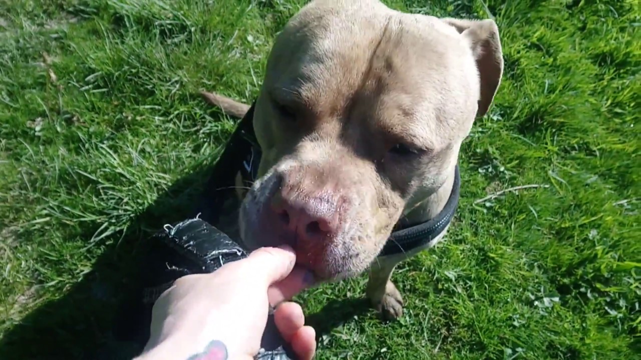 Rescue Remedies Dog Rescue - Bertie, sunny strolling