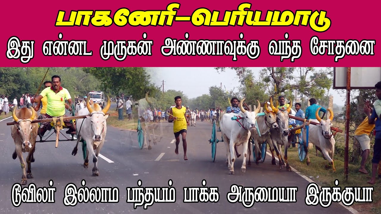 ETSS reckla race - பாகனேரி (பெரியமாடு-19.12.2021) bulls race