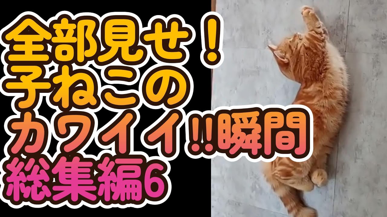 子猫のかわいい瞬間まとめ🐾(総集編6)