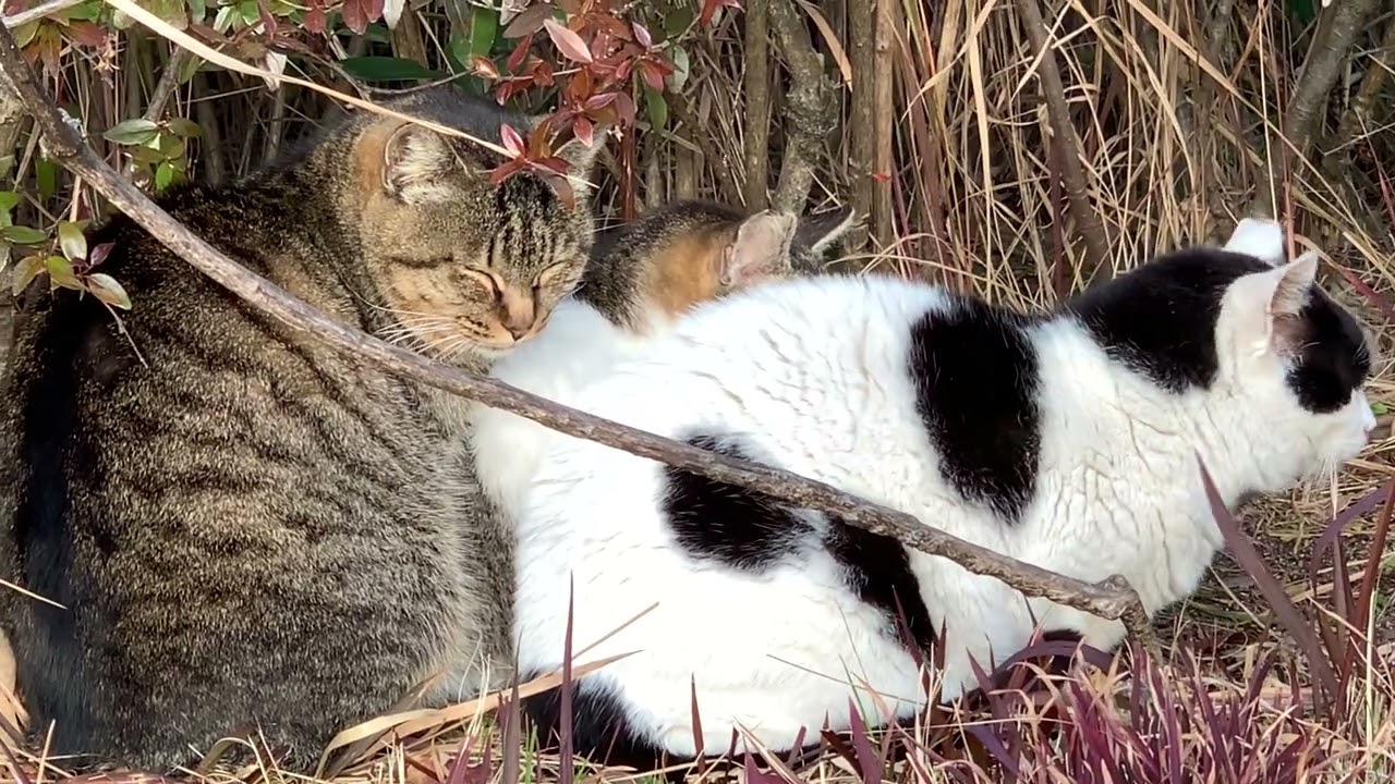2026/1/29 気温3℃で寒いので2匹3匹で身を寄せ合う仲良し野良猫　 Two friendly stray cats huddle together, then three.