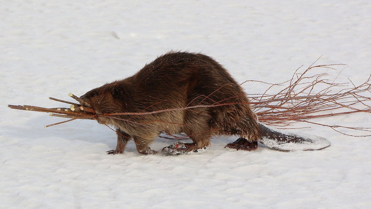 Furbearers Season Preview - NDGNF