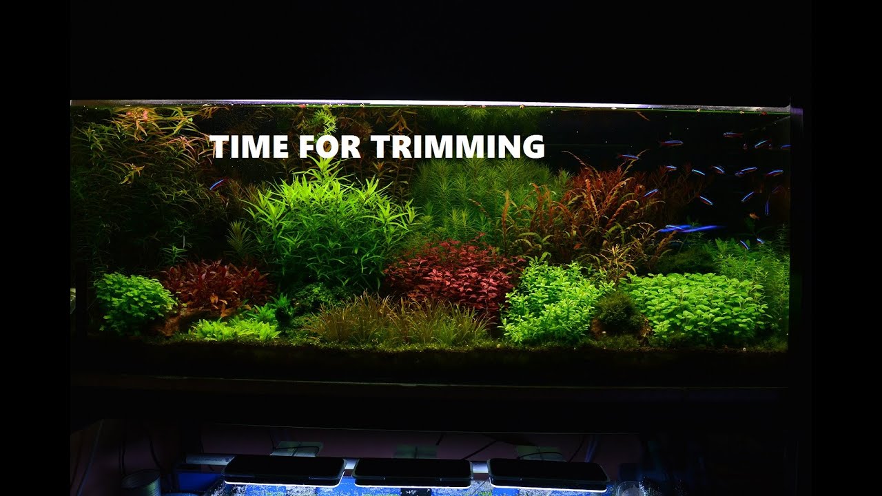 Trimming my DUTCH STYLE PLANTED AQUARIUM
