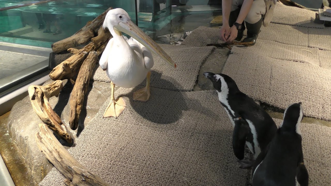 モモイロペリカン と ケープペンギン (NIFREL ニフレル) 2019年7月26日