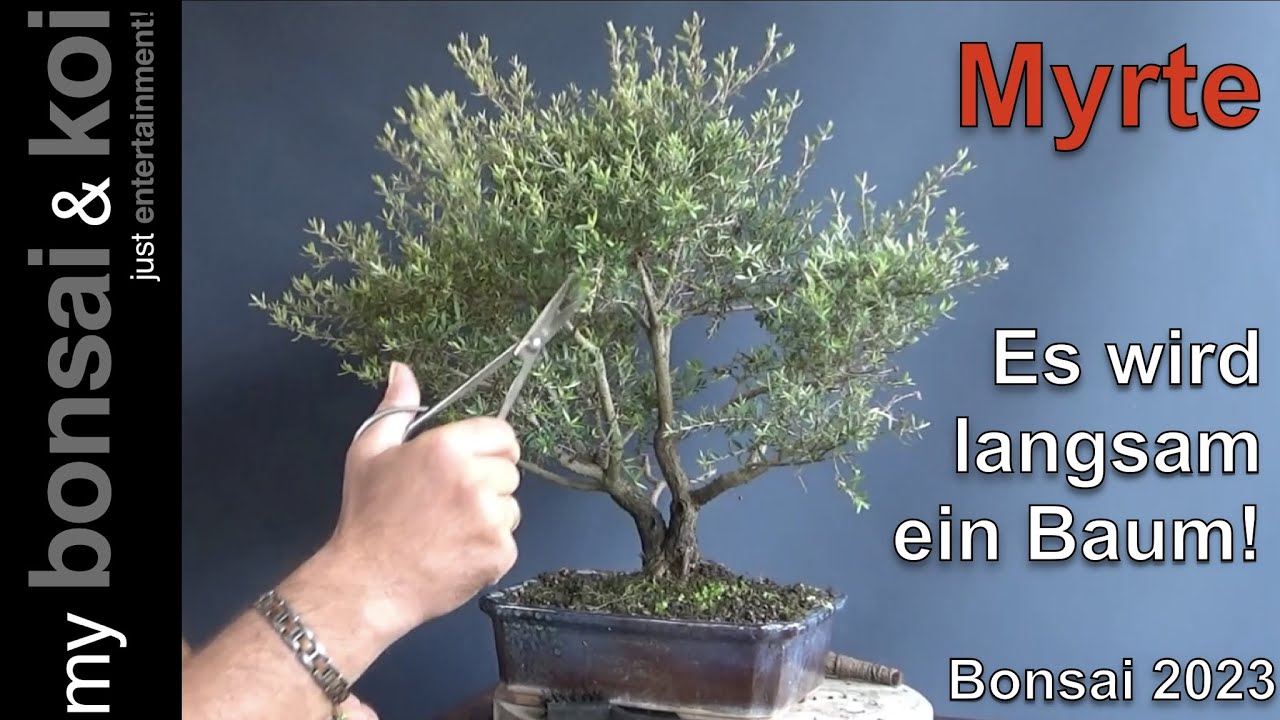 Bonsai 2023-11 - Myrte - Leptospermum - so langsam wird es ein Baum!