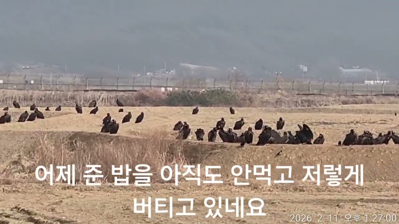 나 밥 안먹어!!! #독수리 #독수리식당 #임진강생태보존회 #흰꼬리수리 #재두루미 #임진강 #DMZ #PAJU #KOREA