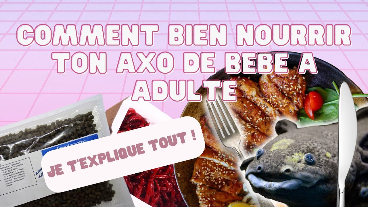 Axo News #14 !!! BIEN NOURRIR TON AXOLOTL DE A a Z !!!