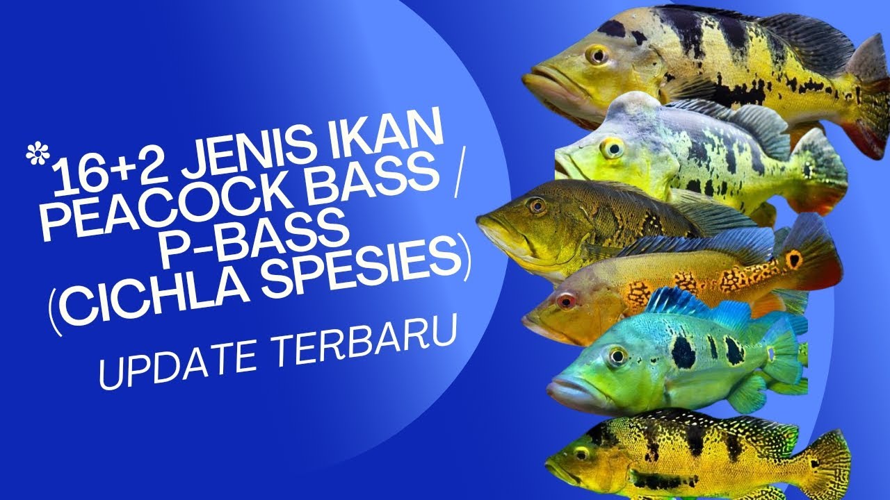 16+2 Jenis Ikan Peacock Bass/ P-Bass (Cichla Spesies) Update Terbaru