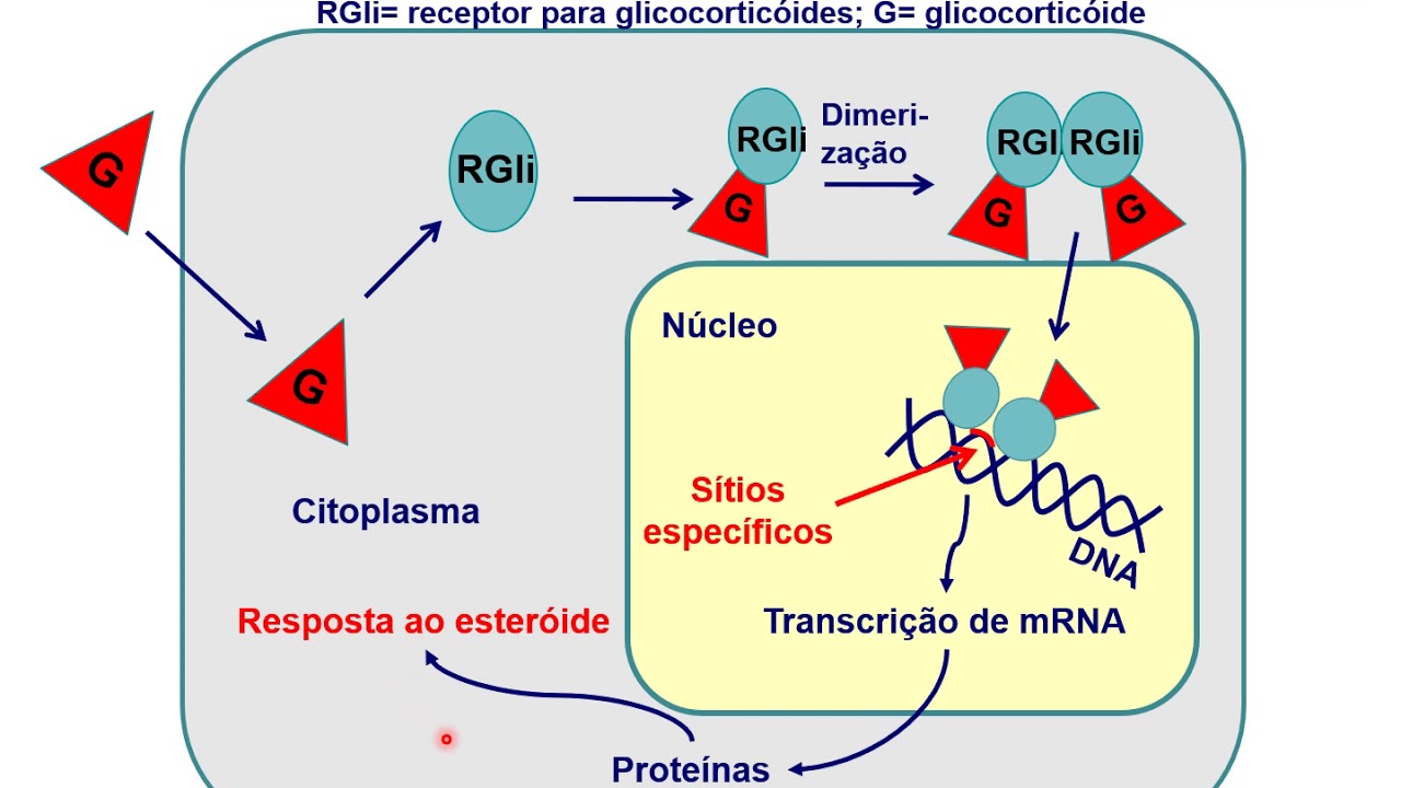 GLICOCORTICOIDES