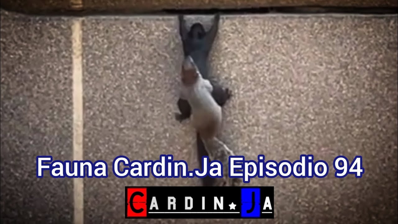 Fauna CardinJa Episodio 94