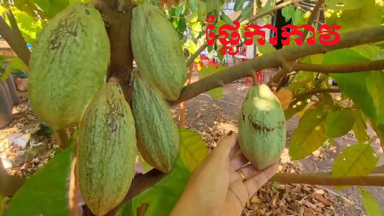 ដាំដើមកាកាវក្បែរផ្ទះបានផលជាទីគាប់ចិត្ត [Planting chocolate trees near The house]
