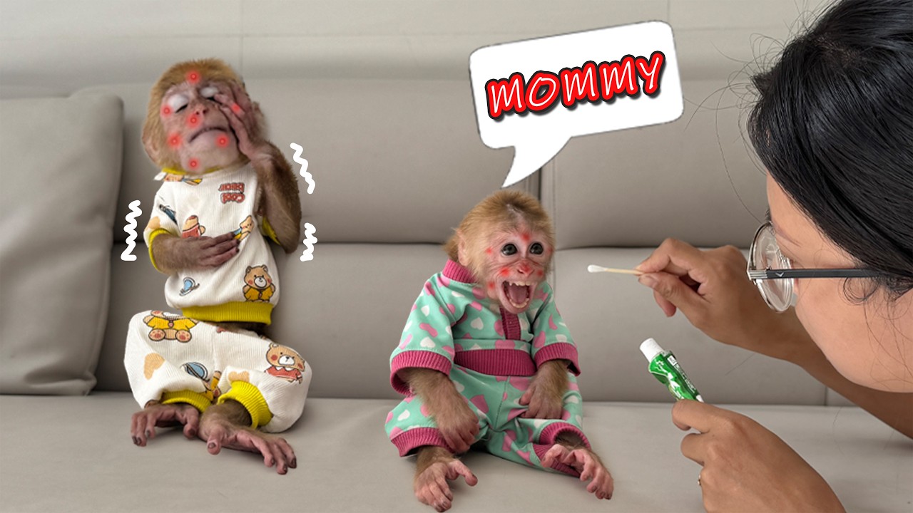 Lucky and Sunny’s faces are seriously injured, leaving Mom extremely worried!