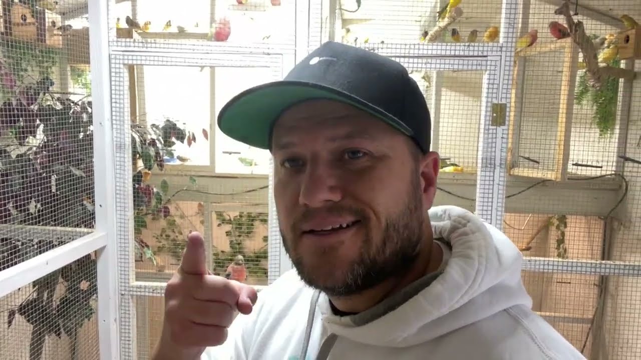 How to Breed blue face parrot finches and setting up the pairs.