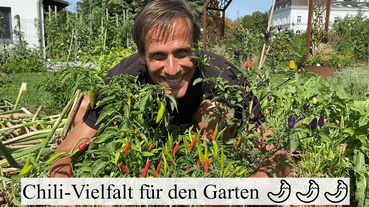 Chili-Wahnsinn im Garten🤯 Sortenempfehlungen von angenehm scharf bis zum schärfsten Chili der Welt 🌶