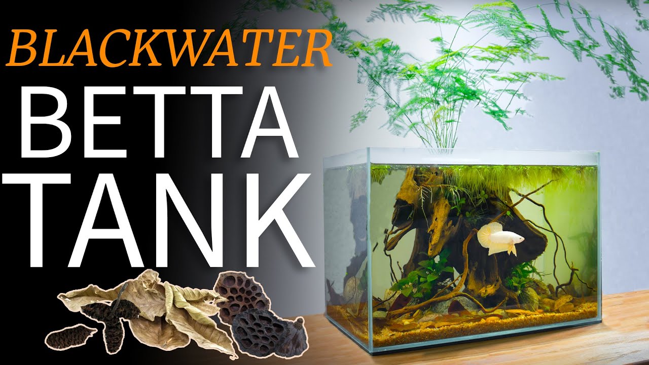 How to Setup a Simple Blackwater Betta Tank: TUTORIAL