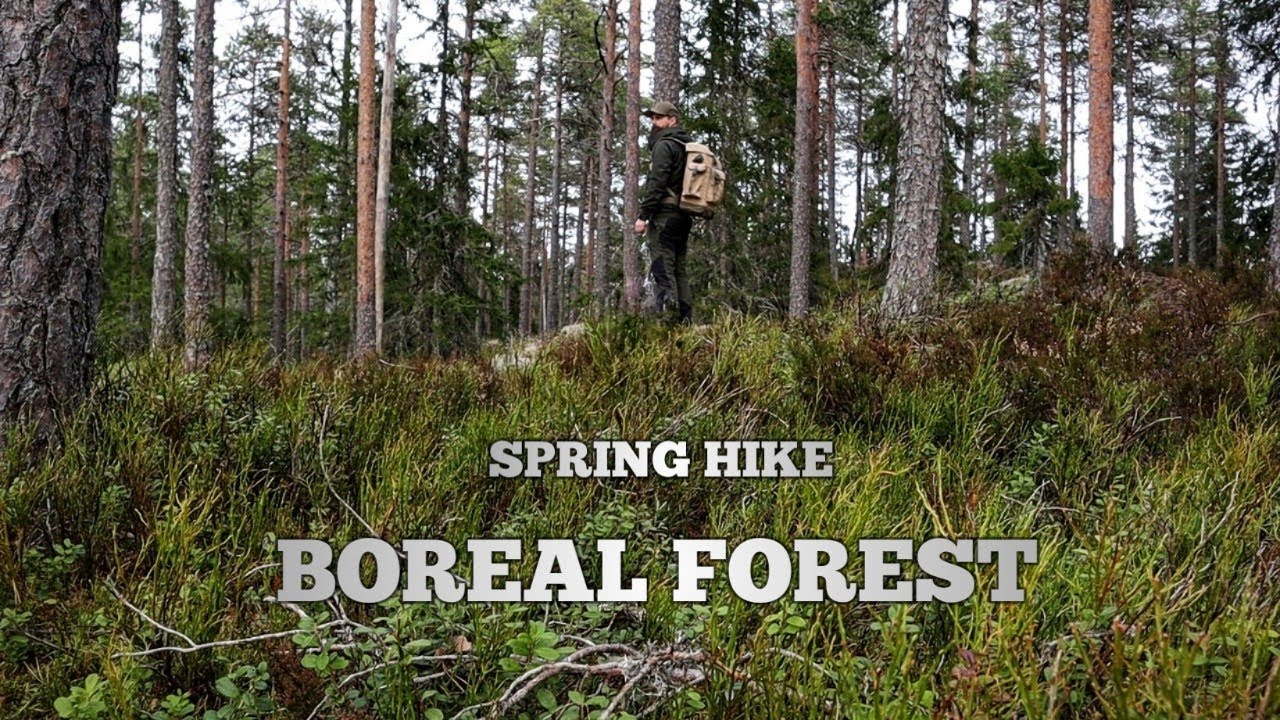 Exploring Swedish Boreal Forest, Spring Hike, Bushcraft day hike
