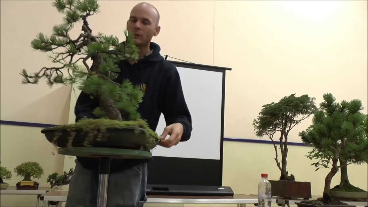 Peter Warren Tree Critique - Pines