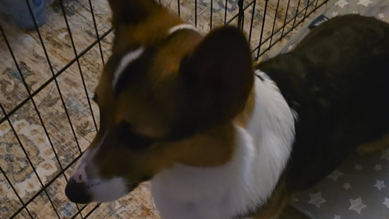puppy play with nori the corgi