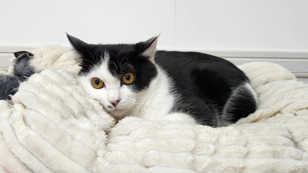 1/23 保護猫シェルターのご飯🍚配膳LIVEだよ、お待たせ！🐈‍⬛💨