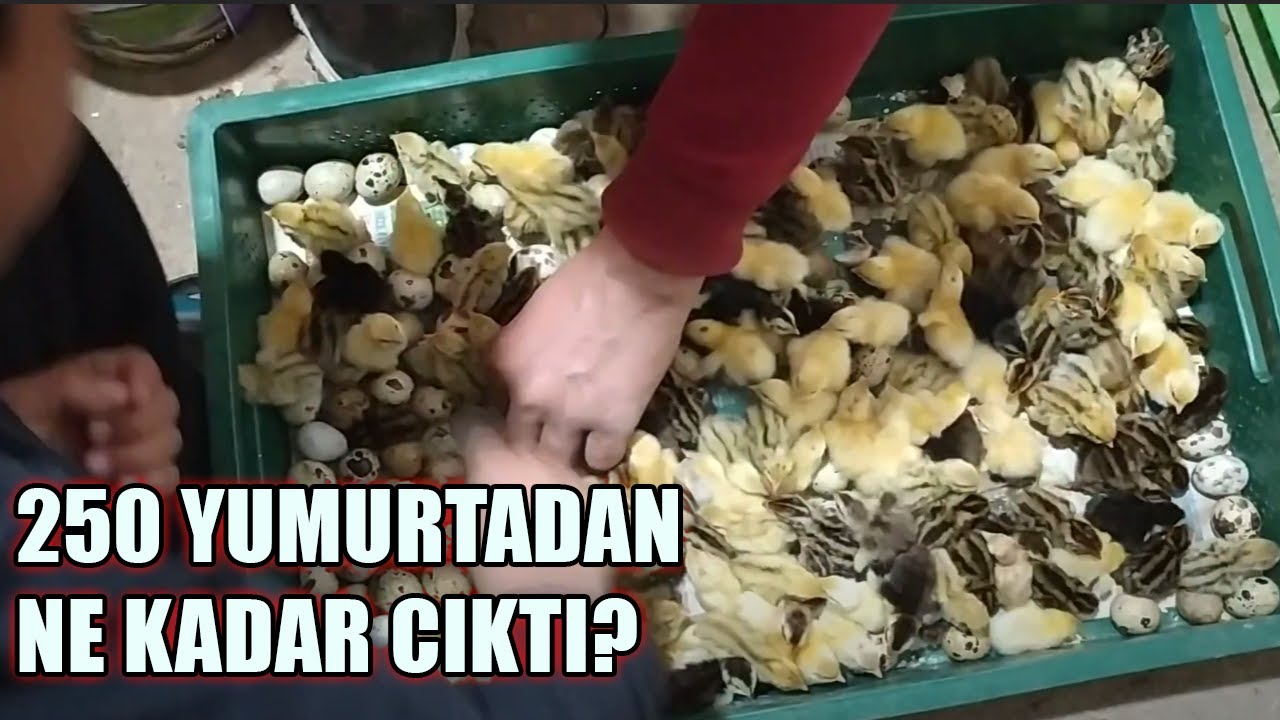 250 YUMURTA'DAN BILDIRCIN ÇIKIMI/ YÜZDE 90 ÇIKIM ALDIK!!