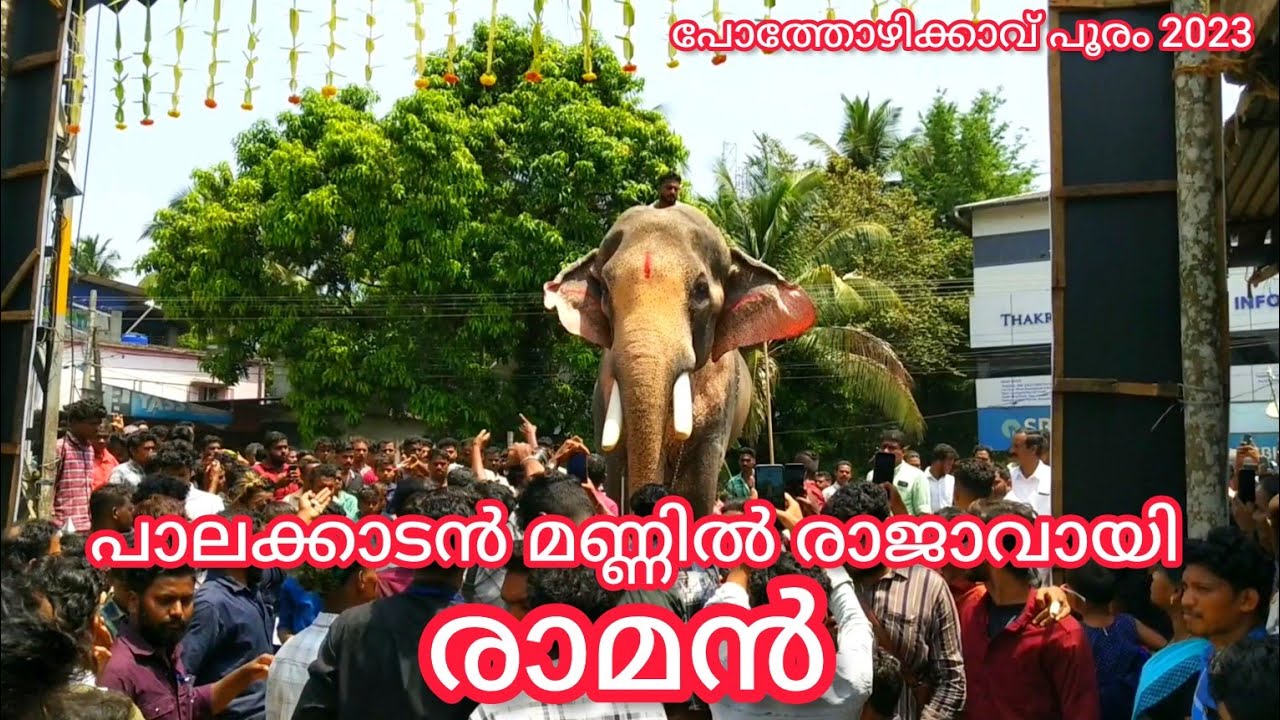 പാലക്കാടൻ മണ്ണിൽ രാജാവായി രാമൻ || തെച്ചിക്കോട്ടുകാവ് രാമചന്ദ്രൻ || പോത്തോഴിക്കാവ് പൂരം 2023 ||