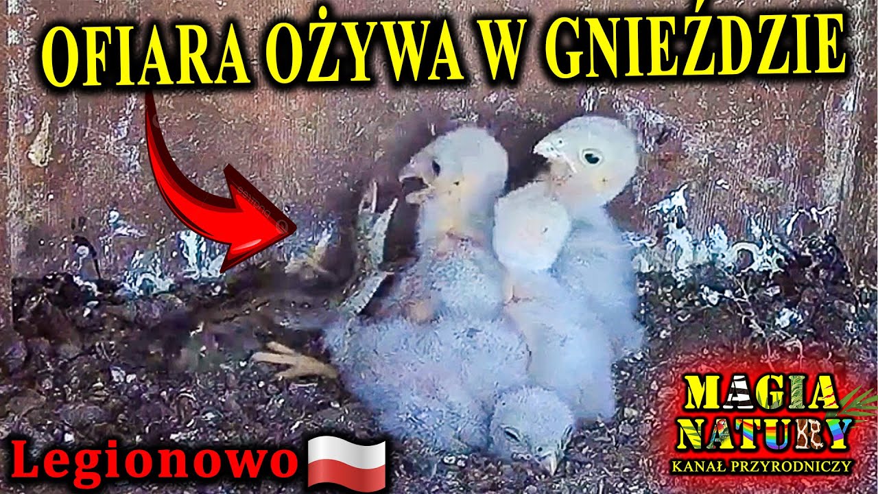 Walka Jaszczurki z Pisklętami - Niezwykła Scena w Gnieździe Pustułek