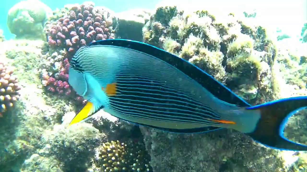 Sharm el Sheikh Ras Mohammed Snorkling NILOX 
