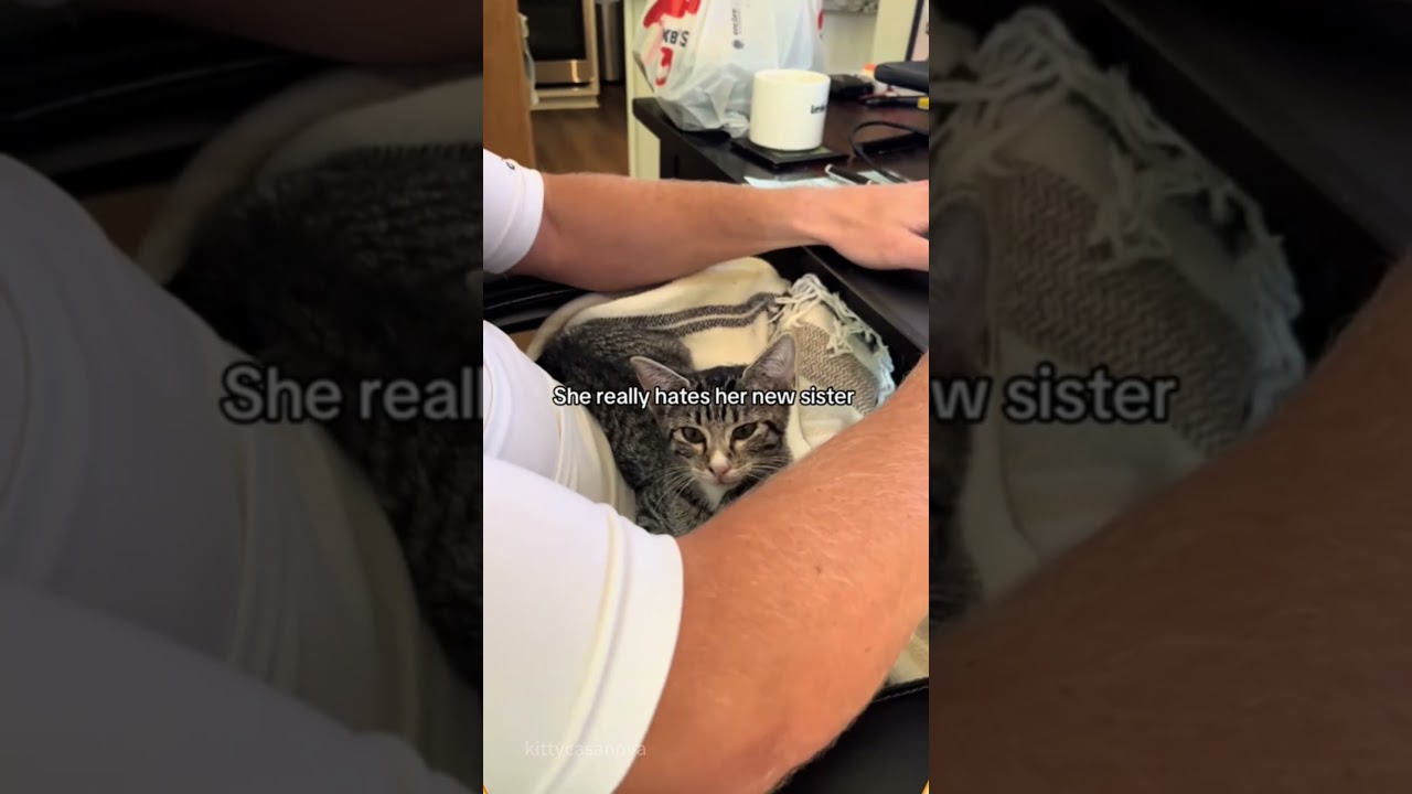 you have the most jealous cat ever.