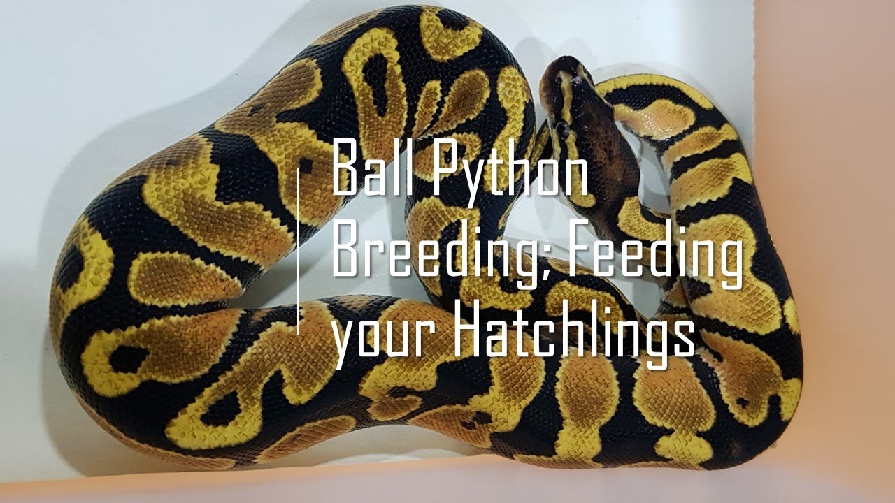Ball Python Breeding; Feeding Hatchlings appropriate sized meals.