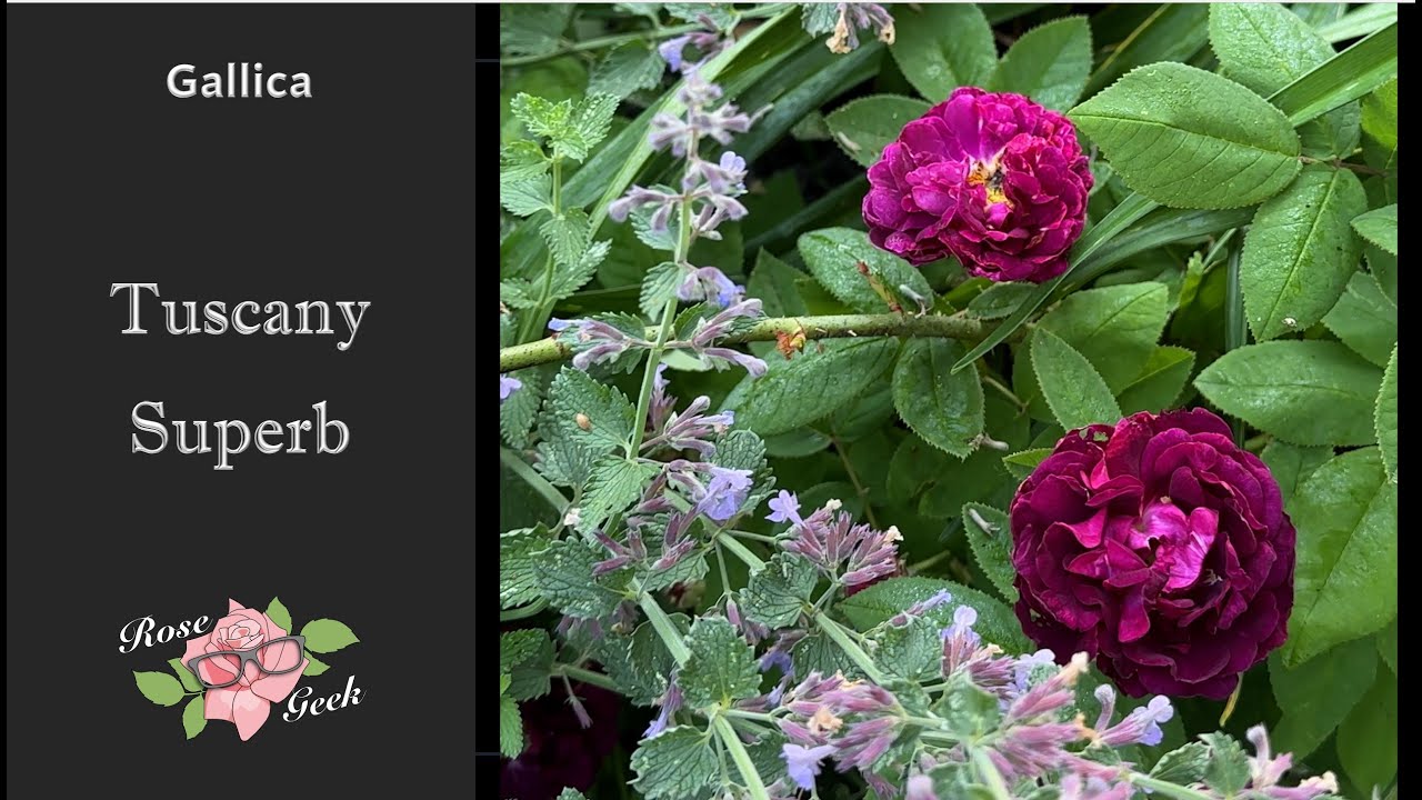🌹Tuscany Superb Gallica Rose / Black Spot resistant in zone 8a, Maryland