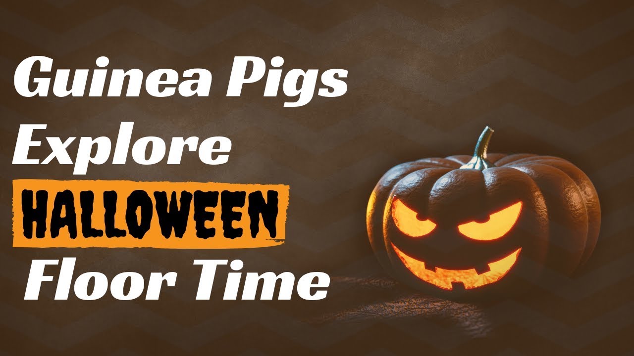 Guinea Pigs Explore Halloween Floor Time