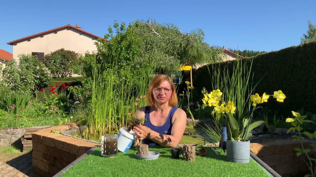 Креативненькая посадка Haraella retrocalla!!👩‍🌾✨