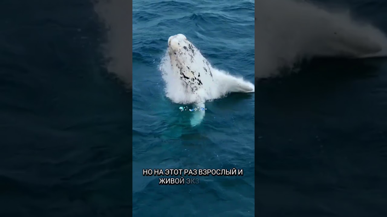 Черный дьявол впервые показался человечеству #новости #рекомендации #черныйдьявол