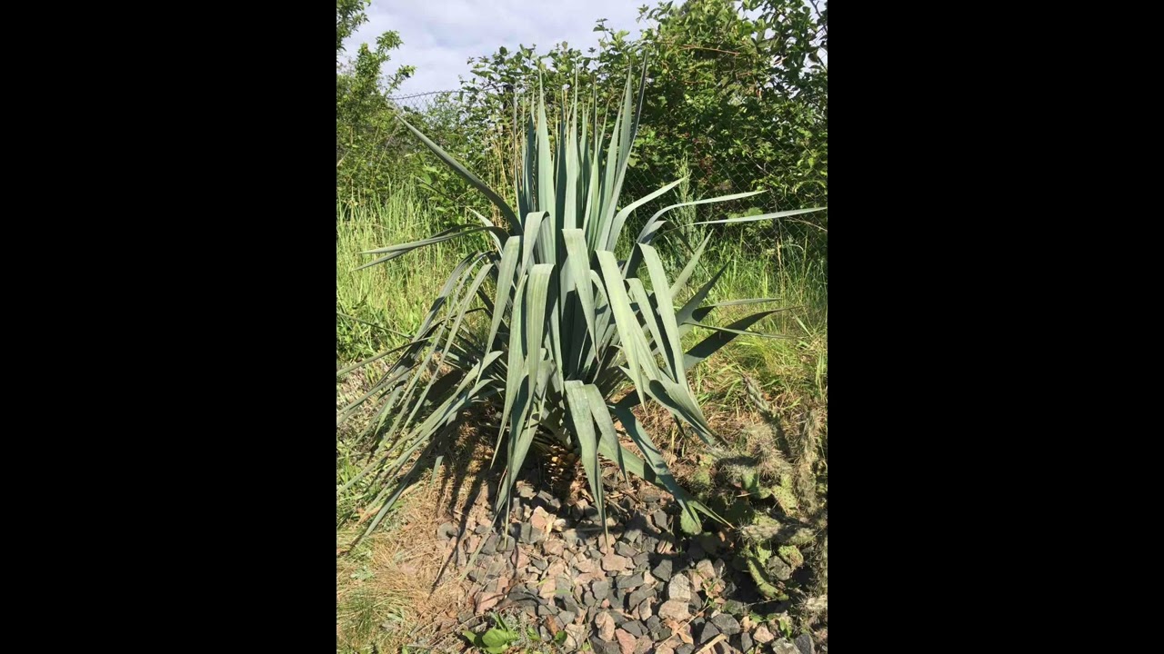 2 роки без саду