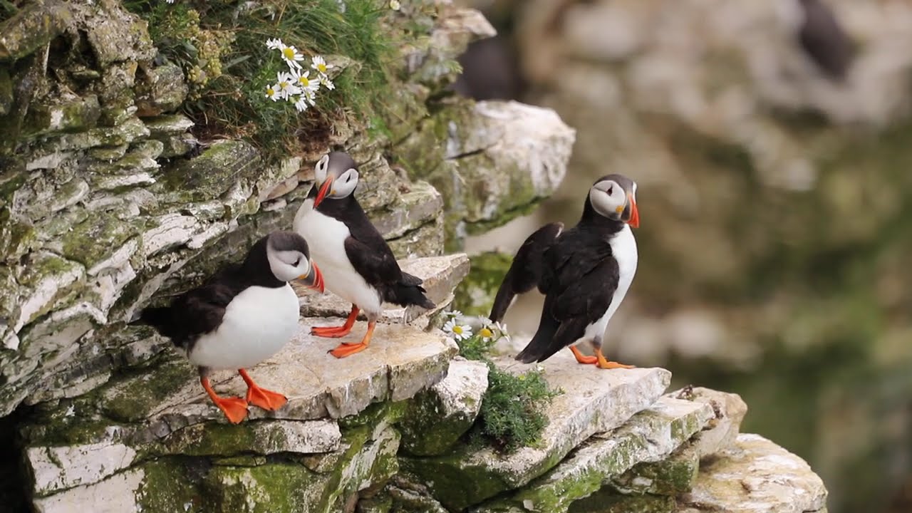 Billing Puffin Time