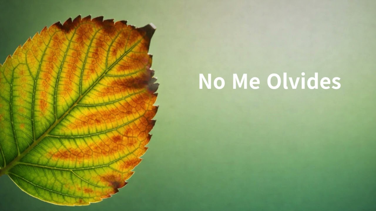 No Me Olvides