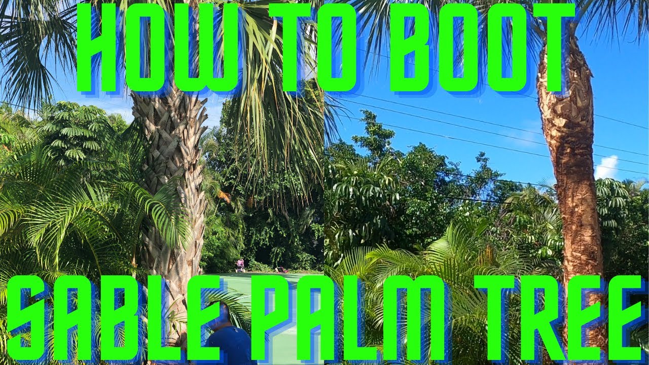 HOW TO BOOT SABLE PALM TREE/